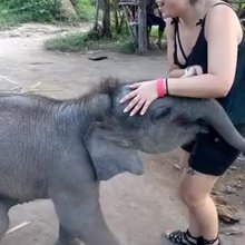 Playing with elephant